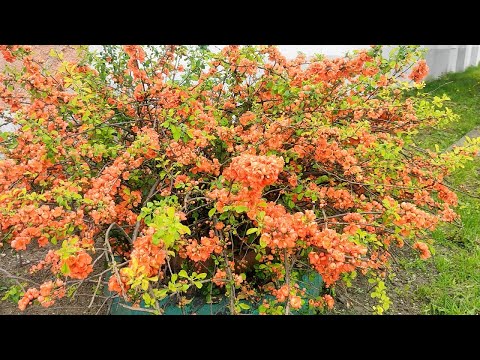 Видео: 🌸 Хеномелес (Японская Айва). Выращивание и уход.🍋