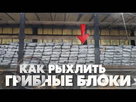 Видео: Рыхление компоста,грибные блоки фаза 2.Выращивание шампиньонов.