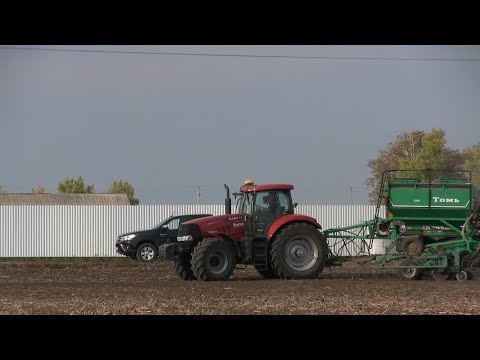 Видео: Озимая пшеница по no-till 2019  ч.1