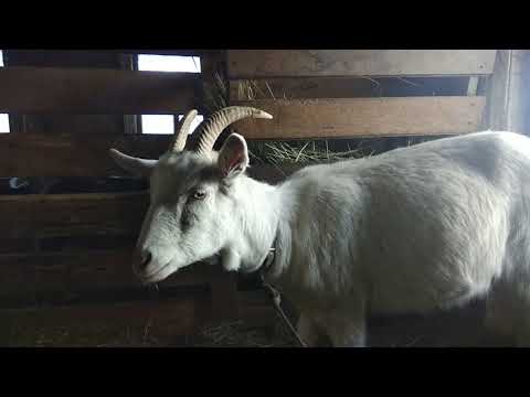 Видео: Новая коза в хозяйстве. Купила козу.
