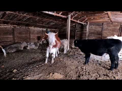 Видео: Сколько пошло сена, саженцы, работа добавилась.