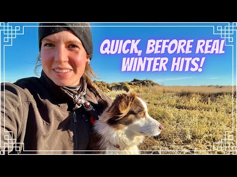 Видео: Кормление телят, сортировка скота и полив!