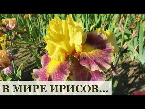 Видео: ИРИСЫ. ВСЕ секреты пышного цветения от селекционера!