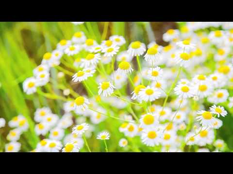 Видео: Татарская песня "Назлар",  Дуэт Фарида-Алсу