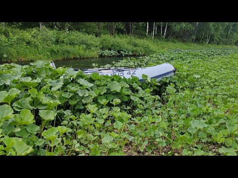 Видео: Томь. Рыбалка 29.07.23. Поднимаемся на водомете по реке Большая Осипова. Врезались в берег. Тайдон.