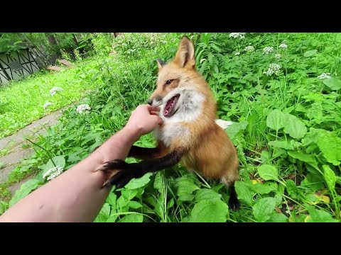 Видео: Ли Сяо / Alice the Fox Лиса Алиса (Лиса провоцирует Белого, чтобы он за ней побегал)