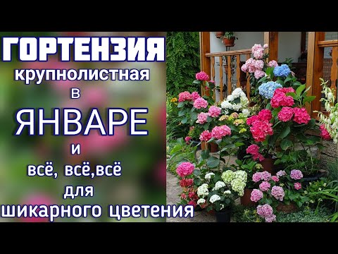 Видео: Гортензия в Январе . Как зимует и как себя чувствует .Наши  правила ухода.