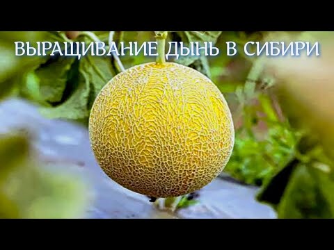 Видео: ВЫРАЩИВАНИЕ ДЫНЬ В СИБИРИ