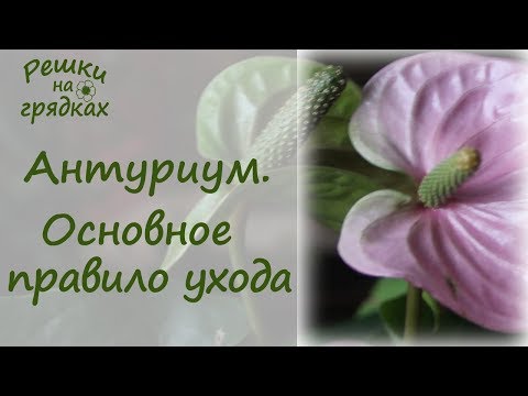 Видео: Антуриум Целительная сила опрыскивания!