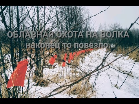 Видео: Облавная охота на волка. Ружье ТОЗ-87. traditional Russian wolf hunt.