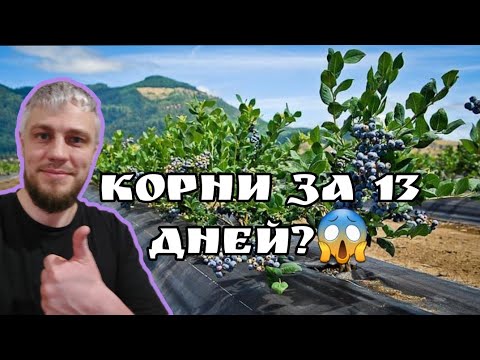Видео: Обзор черенков голубики дюк, пустили корни за две недели?