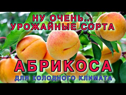 Видео: Абрикос - самые урожайные, морозостойкие сорта.
