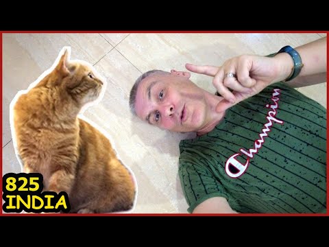 Видео: Кошка Рокси Уезжает из Вриндавана. Наш Отель в дели. Получили сертификат на вылет