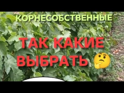 Видео: Развитие саженцев винограда в школке. Плюсы и минусы привитых саженцев и корнесобственных!