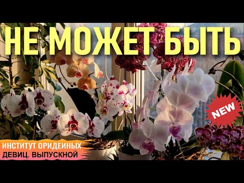 Видео: ДУМАЛА, ЧТО ТАКОГО НЕ МОЖЕТ БЫТЬ, ПОКА НЕ ПОПРОБОВАЛА! КОГДА ОНИ ЗАЦВЕТУТ? ИНСТИТУТ ОРХИДЕЙНЫХ ДЕВИЦ
