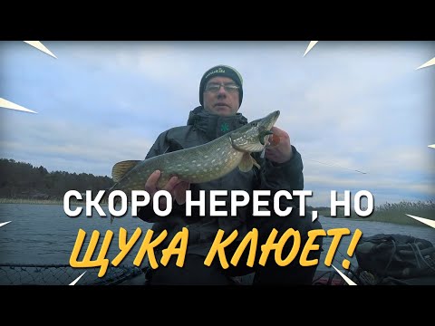 Видео: Активный клев щуки. Ловля перед нерестом