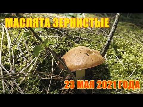 Видео: Выбрались за маслятами!!! Сбор зернистых маслят 23 мая 2021 года!