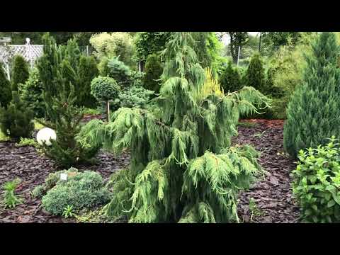 Видео: Экскурсия по нашему коллекционному саду