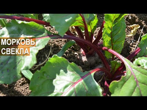 Видео: Морковь и свекла. Органическое земледелие Ивана Новичихина.