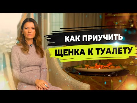 Видео: Как приучить щенка к пеленке? Воспитание щенка. Начальная дрессировка щенка.