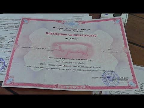 Видео: ‼️привезли новую генетику‼️ "класса ЭЛИТ" с СГЦ Знаменский ‼️