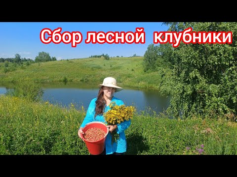 Видео: 28.Мы идём за ягодами🍓 на прекрасную поляну🤩We go to a beautiful meadow to pick berries 🍓🤩