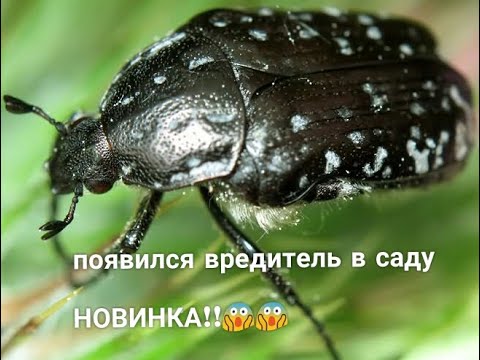 Видео: ВРЕДИТЕЛЬ в саду/ Бронзовка вонючая она же Олёнка зловонная-рябая/Что делать/Нужен совет/ #бронзовка
