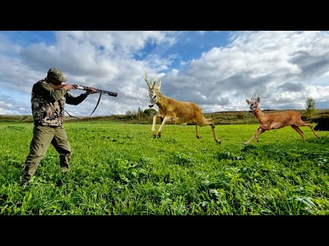 Видео: Как Манить самца Косули на Гону. Время, периодичность, передвижение!!!