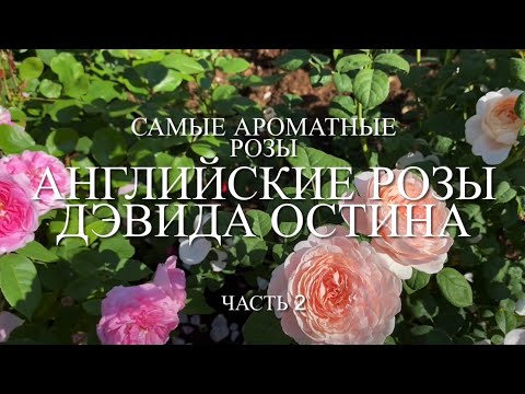 Видео: Розы. Английские розы Дэвида Остина. Самые ароматные розы в саду. Часть 2. 🌹🌹🌹