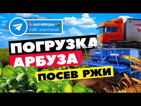 Видео: Погрузка арбуза 🍉🚛 посев озимой ржи🚜🌾