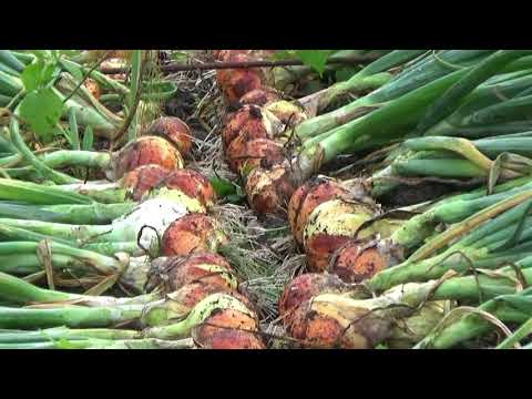 Видео: Выращивание лука через рассаду. Сезон 2017 года.