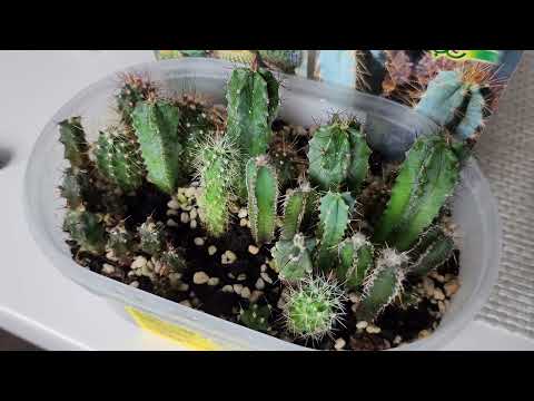 Видео: Кактусы из семян. 1 год спустя. Обзор смеси семян компании "Поиск"