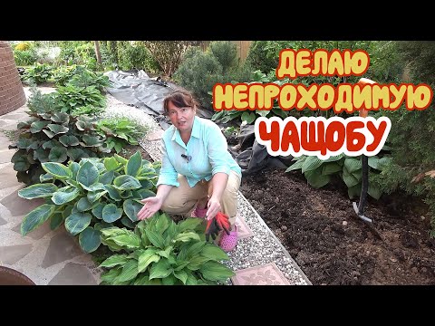 Видео: ВСЕ БЕСПЛАТНО: и НАВОЗ, и БАДАН! Нам везет! Чистка МОЖЖЕВЕЛЬНИКОВ - не для слабонервных!