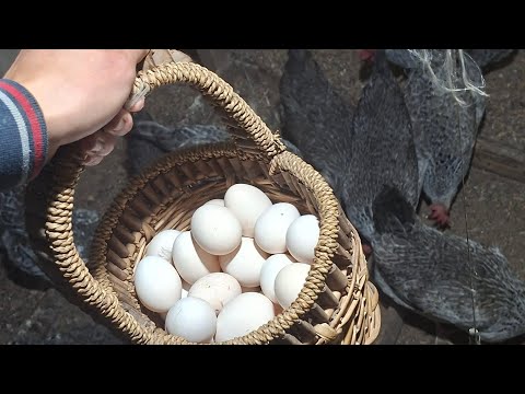 Видео: Пулемёт тауықтар 🔥, тауықтар жақсы жұмыртқалауда 🥚🥚🥚