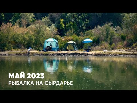 Видео: РЫБАЛКА НА СЫРДАРЬЕ В МАЕ 2023: Трудовой сазан, колхозный карп фишинг, ночёвки в окресностях Асалчи.