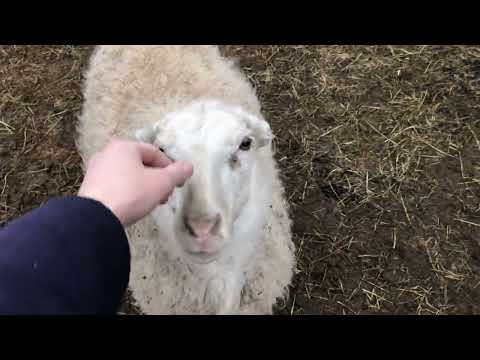 Видео: Аборт  у овец .