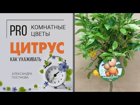 Видео: Цитрус - его плоды можно есть. А что делать, чтобы они выросли?