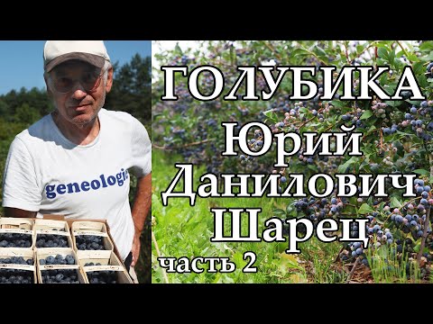 Видео: Экофермер Юрий Данилович Шарец о голубике / часть 2