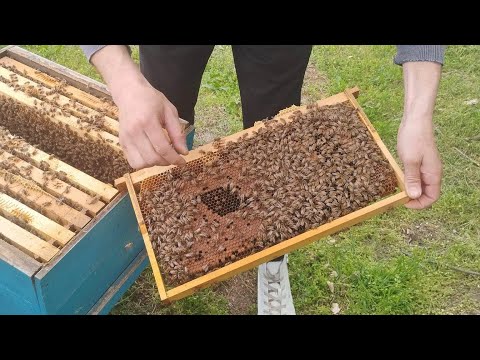 Видео: Тест за хигиенно поведение на пчелните семейства