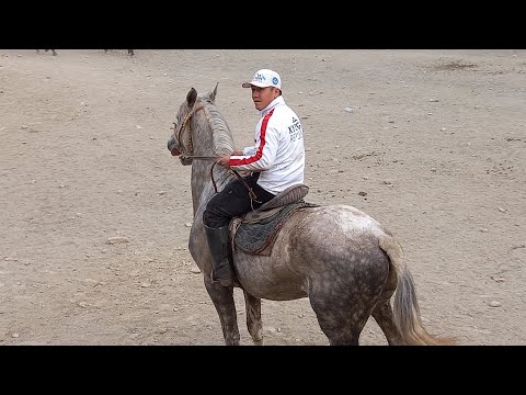 Видео: Аккуланы Алайлык балбан алып кашты