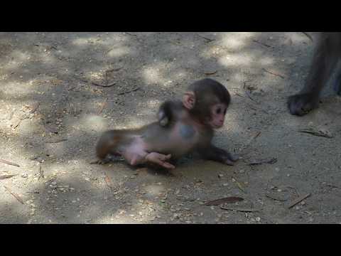 Видео: Малыш-обезьяна по имени Дэн и ответы, которые он нашел / monpai monyet baby bibi monkey