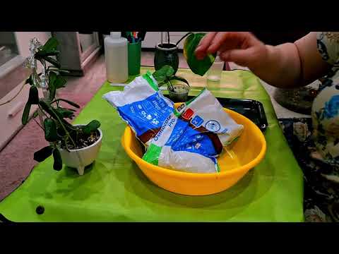 Видео: КОМНАТНЫЕ РАСТЕНИЯ(ЦВЕТЫ).ЦВЕТОЧНЫЕ ДЕЛА.ПЕРЕСАДКА НОВИНОК.