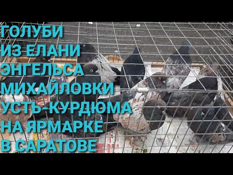 Видео: Голуби из Елани, Энгельса, Михайловки, Усть-Курдюма на ярмарке в Саратове. Pigeon Fair. Bird Market.