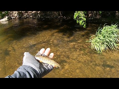 Видео: Форель и Хариус