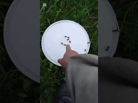 Видео: ПОЗДНИЕ МАТКИ И СИКРЕТЫ. 20.09.25