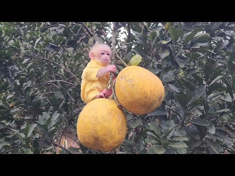 Видео: Мать научила обезьяну Бубу лазить по деревьям для физических упражнений.