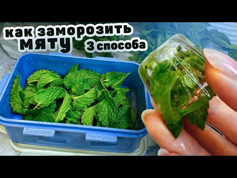 Видео: 3 СПОСОБА ЗАМОРОЗИТЬ МЯТУ на ЗИМУ