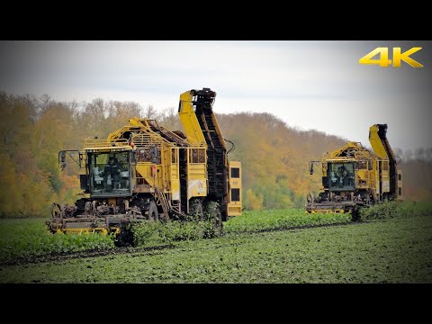 Видео: Свеклоуборочный комбайн ROPA euro-Tiger V8-4 - уборка сахарной свеклы на профессиональном уровне