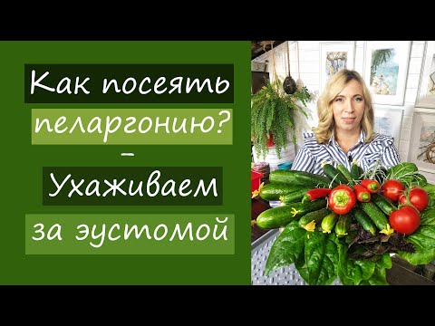 Видео: Как посеять пеларгонию? Ухаживаем за эустомой