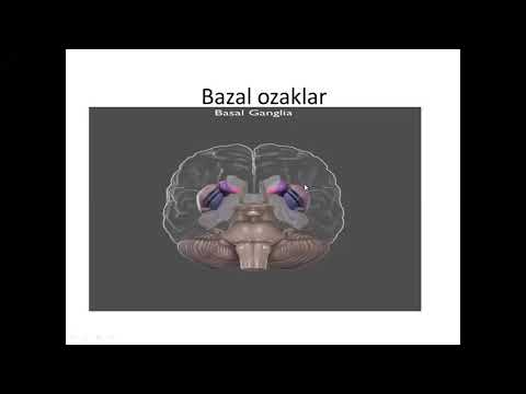 Видео: Bosh miya oq moddàsininģ bazal òzaklari Иброхимова Л.И